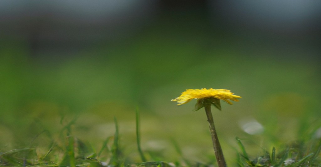 The Last Dandelion