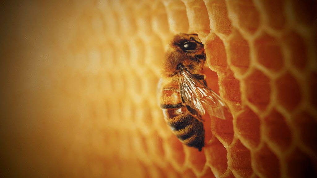 Saturday Morning Cinema –&nbsp;Bugonia